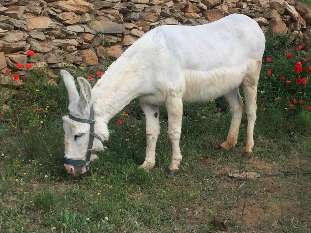Laroya Reul Alto Cortijos Ruralesゲストハウス エクステリア 写真
