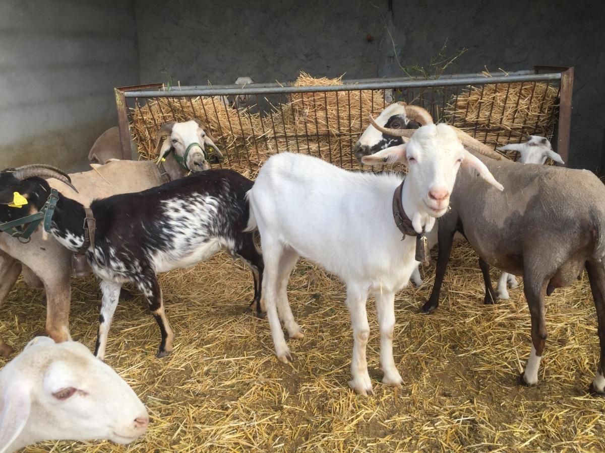 Laroya Reul Alto Cortijos Ruralesゲストハウス エクステリア 写真
