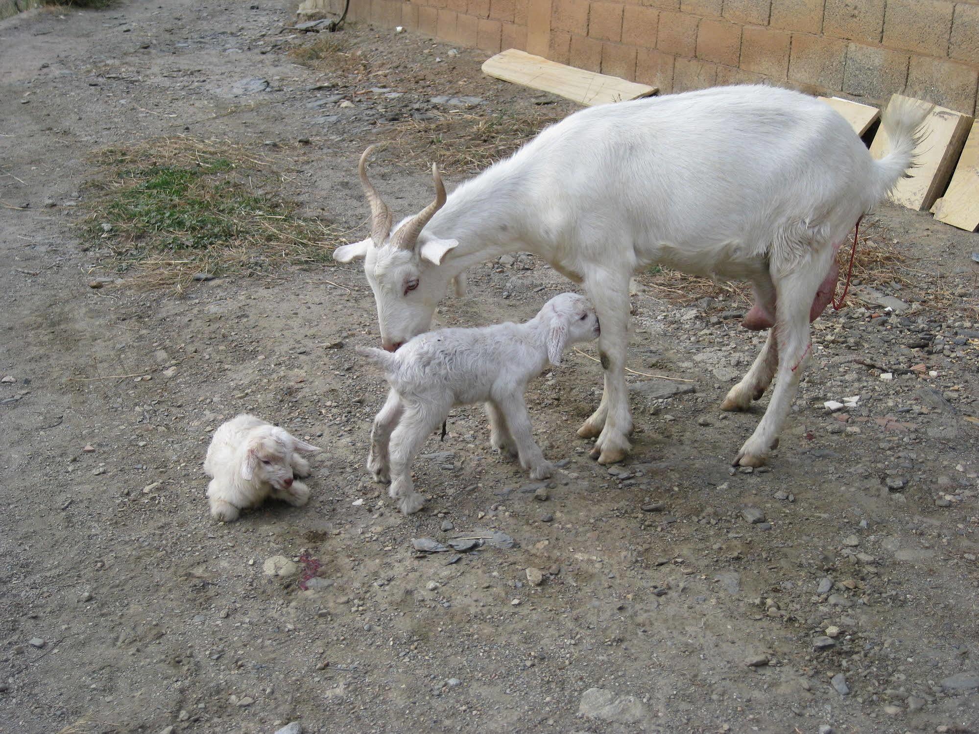 Laroya Reul Alto Cortijos Ruralesゲストハウス エクステリア 写真